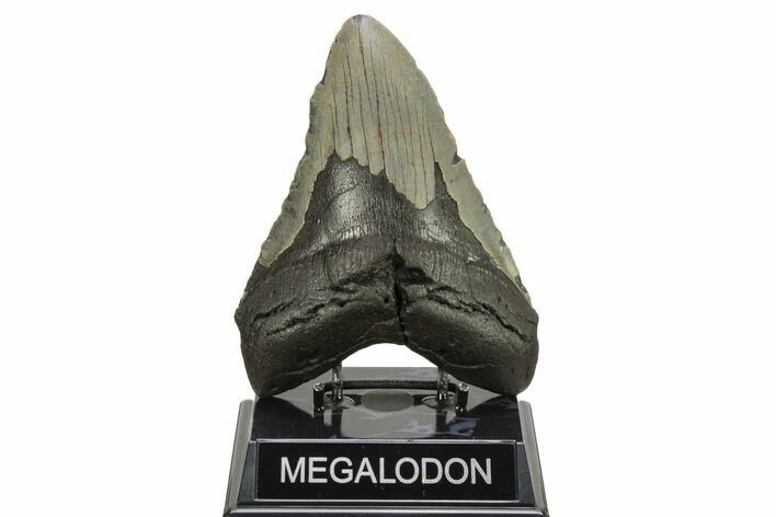Huge, Fossil Megalodon Tooth - North Carolina #261081